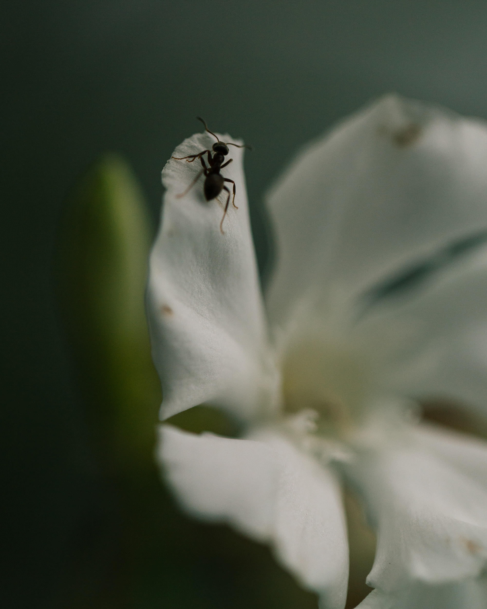  Ricardo Wiesinger Documentary and Portrait Photographer Editorial and Corporate