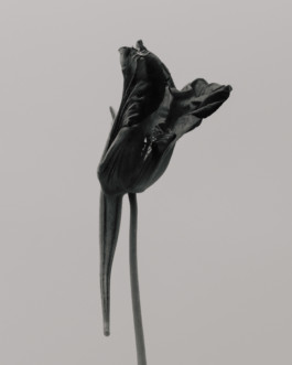  Ricardo Wiesinger Documentary and Portrait Photographer Editorial and Corporate